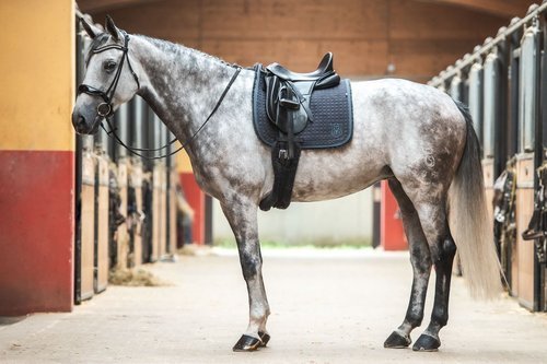 Bontrand tegen schuurplekken - Gooische paarden