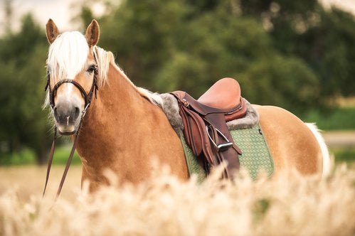 Eurofit dekje korte levertijd - Gooische paarden