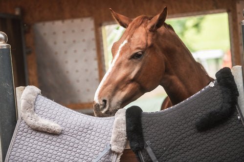 Eurofit dekje korte levertijd - Gooische paarden