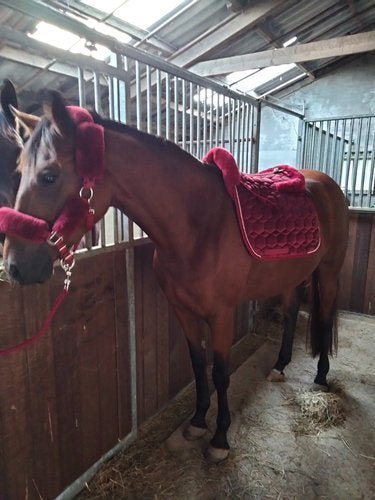 Halster en bonussen - Gooische paarden