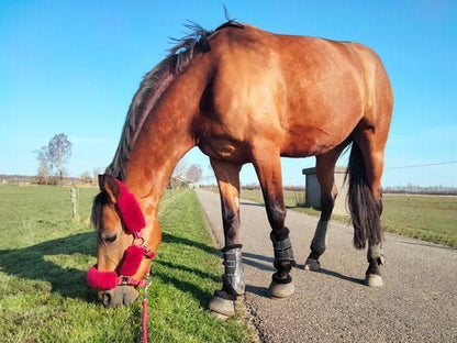 Halster en bonussen - Gooische paarden