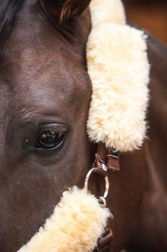 Halster met extra's - Gooische paarden