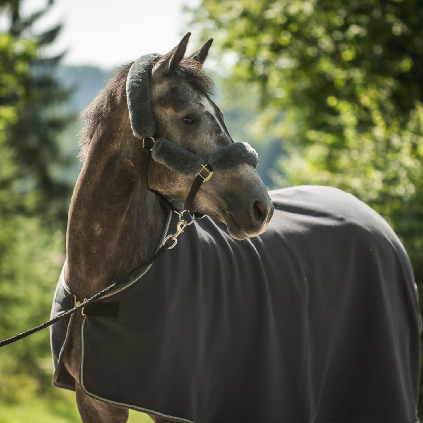 HC Halster met gratis halstertouw